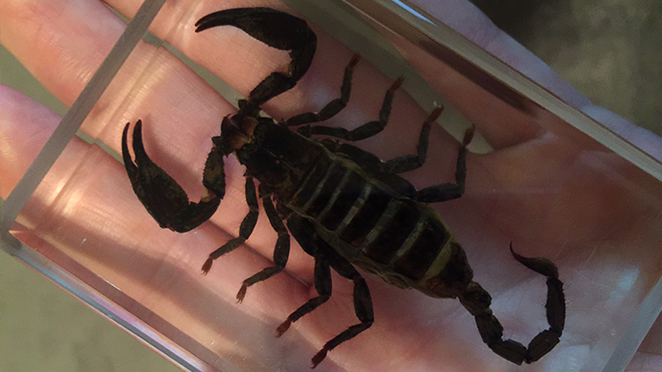 Ominous Deck, Scorpion by Diamond Jim Tyler