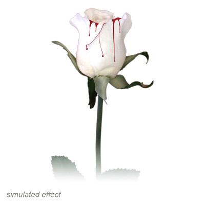 Bleeding Rose by Visual Magic